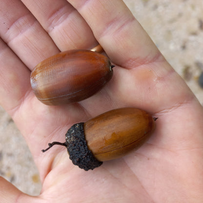 Quercus x hickelii semi VivaiMDB