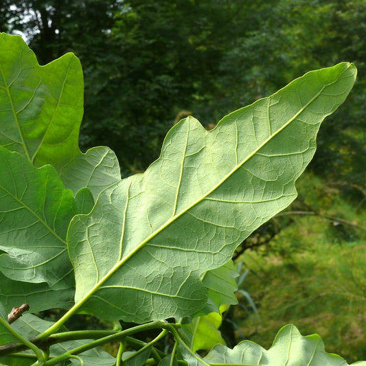 Quercus x saulii VivaiMDB
