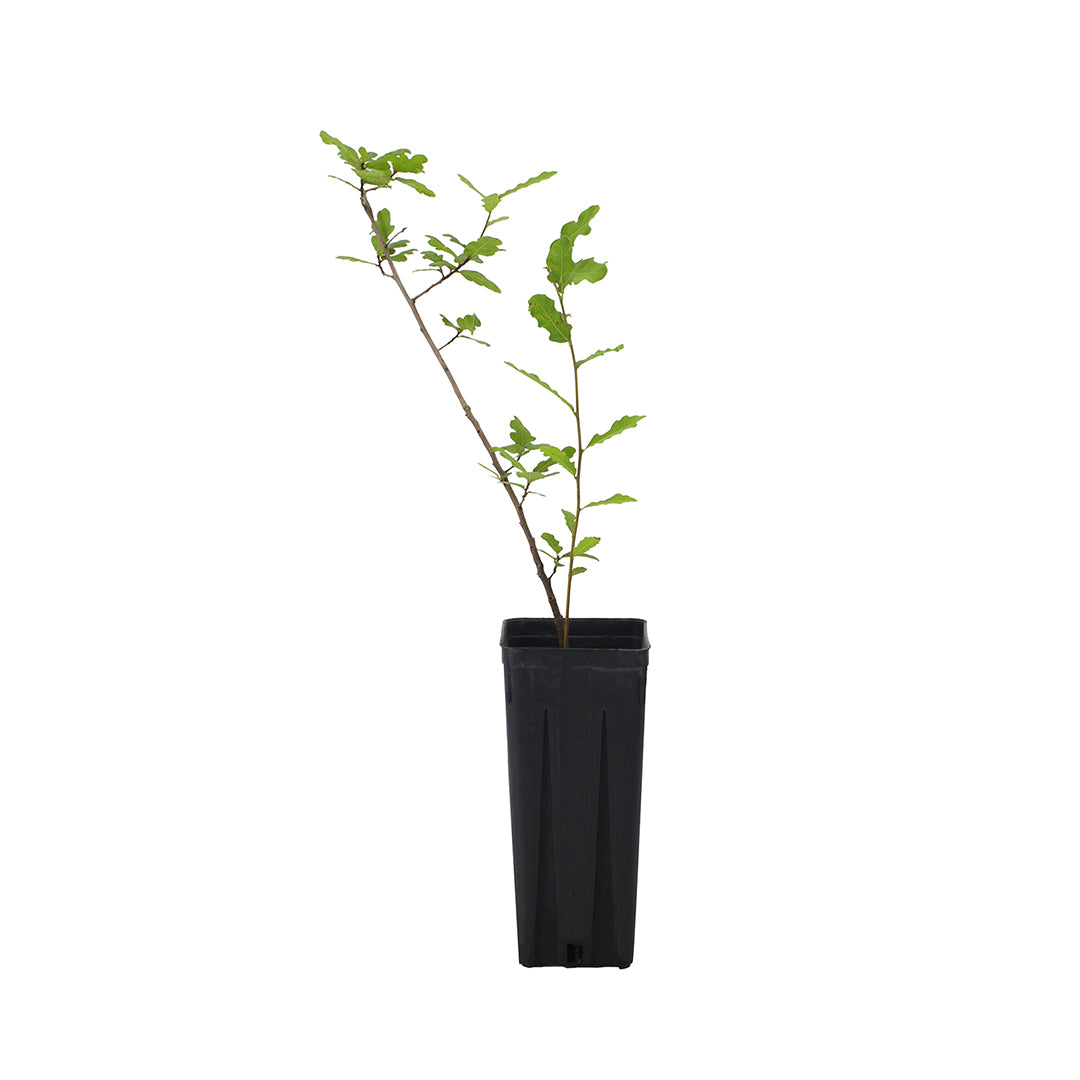 Quercus castaneifolia - quercia a foglie di castagno (Vaso quadro 9x9x20 cm)