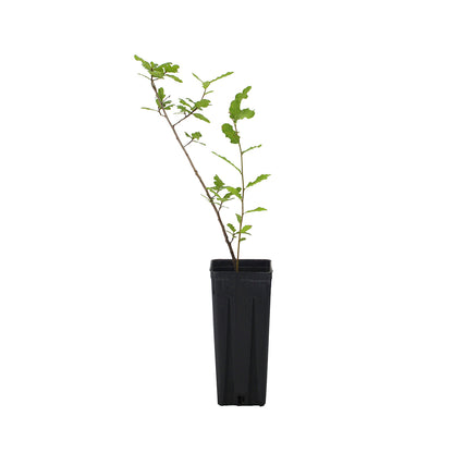 Quercus castaneifolia - quercia a foglie di castagno (Vaso quadro 9x9x20 cm)