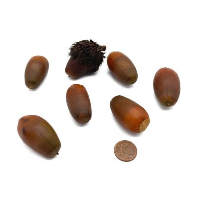 Quercus cerris - cerro (5 semi)