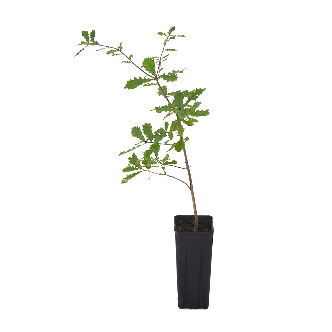 Quercus faginea - Quercia lusitana, Quercia portoghese (Vaso quadro 9x9x20 cm)