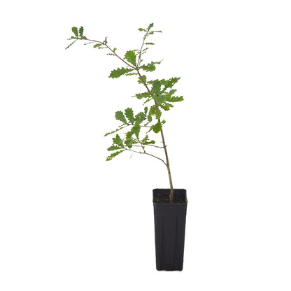 Quercus faginea - Quercia lusitana, Quercia portoghese (Vaso quadro 9x9x20 cm)