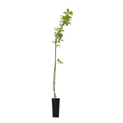 Quercus hartwissiana - Quercia della Bulgaria (Vaso quadro 9x9x20 cm)