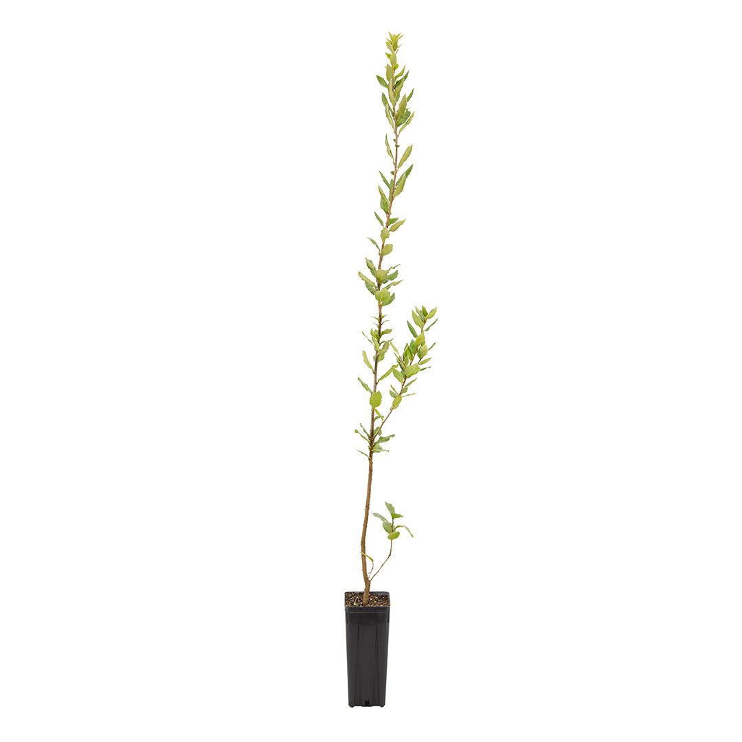 Quercus ilex - leccio (Vaso quadro 9x9x20 cm)