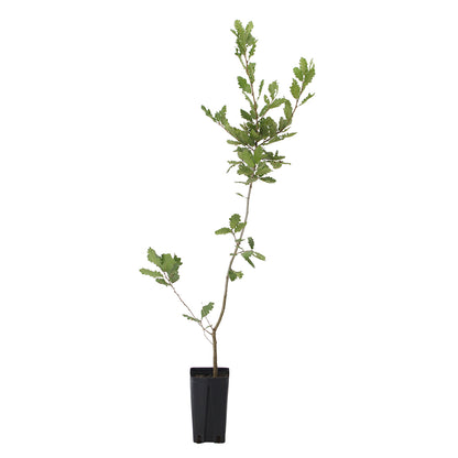 Quercus ithaburensis subsp. macrolepis - vallonea (Vaso quadro 12x12x20 cm)