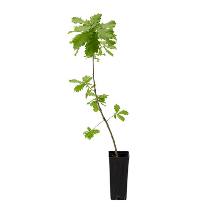 Quercus macranthera - Quercia Persiana (Vaso quadro 9x9x20 cm)