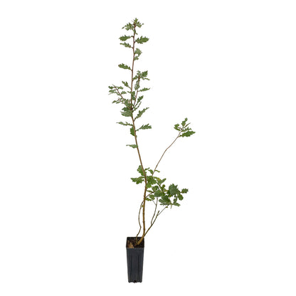 Quercus pubescens - roverella (Vaso quadro 9x9x20 cm)