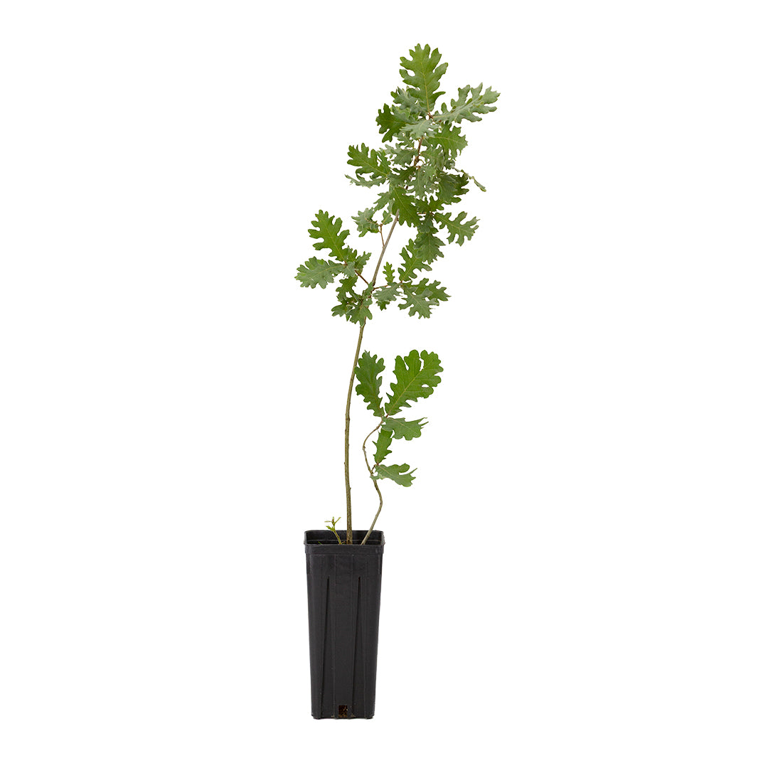 Quercus pyrenaica - quercia dei Pirenei, melojo (Vaso quadro 9x9x20 cm)