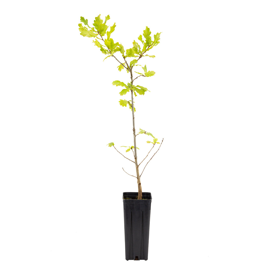 Quercus robur - English oak (Square vase 9x9x20 cm)