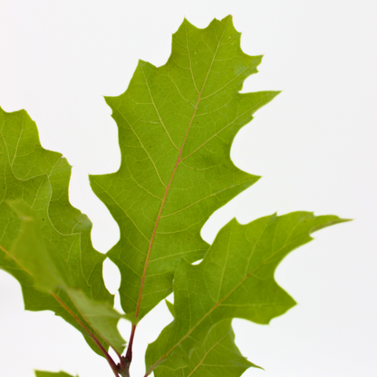 Quercus rubra - quercia rossa (Vaso quadro)