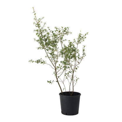 Quercus suber - cork tree (Pot 24 cm)