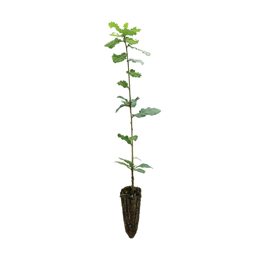 Quercus virgiliana - quercia castagnara (Alveolo forestale)