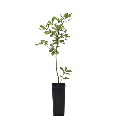 Quercus virgiliana - quercia castagnara (Vaso quadro 9x9x20 cm)