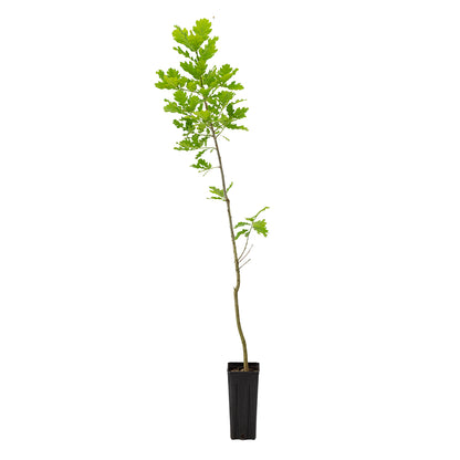 Quercus x hickelii - Quercia di Camus (Vaso quadro 9x9x20 cm)