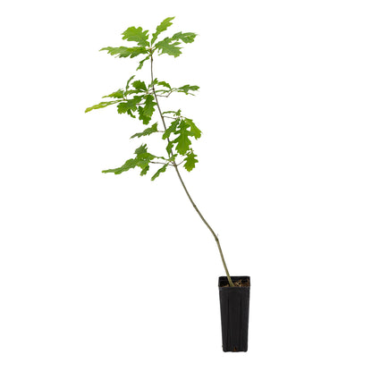 Quercus x megaleia - Quercia di Laughlin (Vaso quadro 9x9x20 cm)