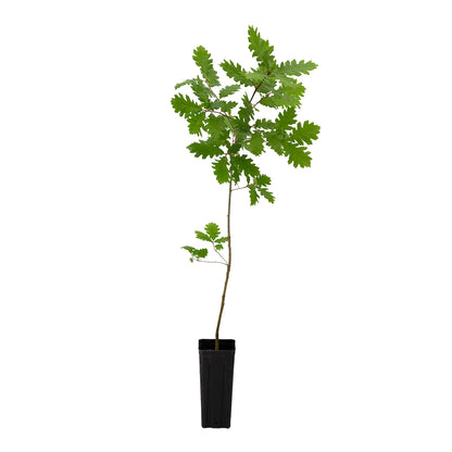 Quercus x saulii - Quercia di Saul (Vaso quadro 9x9x20 cm)