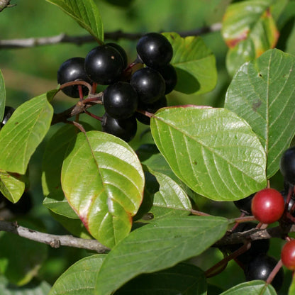 Rhamnus frangula - frangola (10 piante a radice nuda)