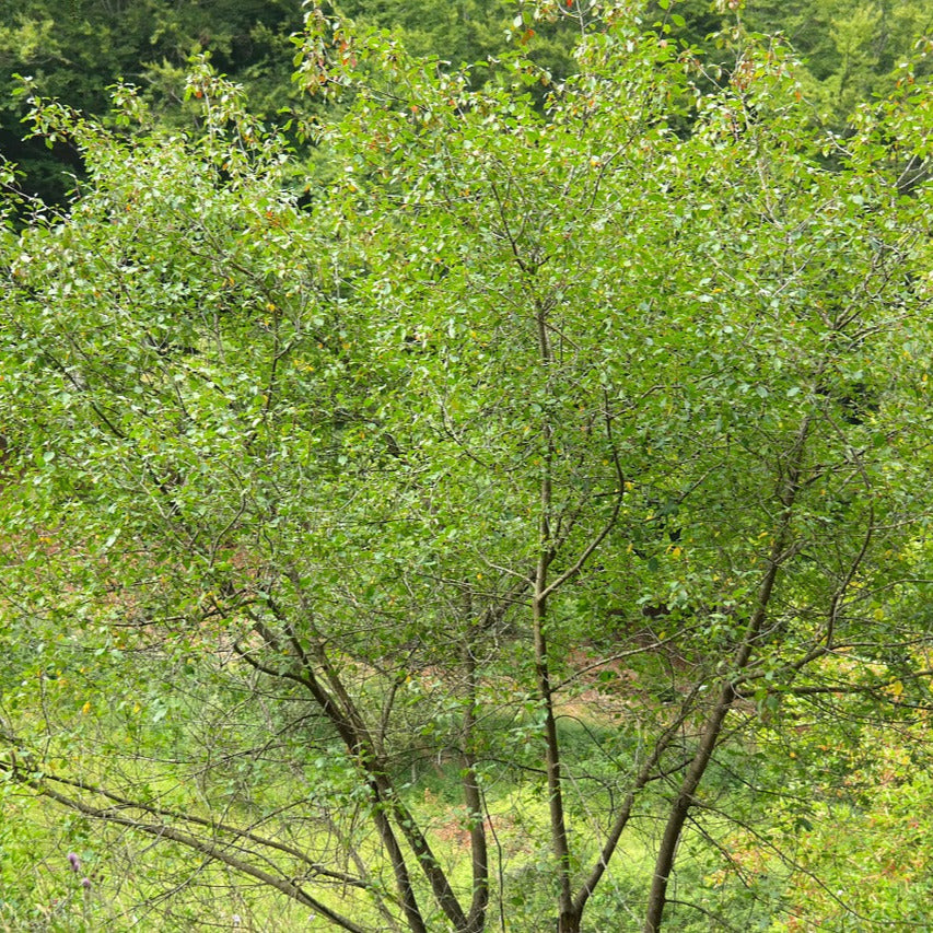 Rhamnus frangula - frangola (10 piante a radice nuda)