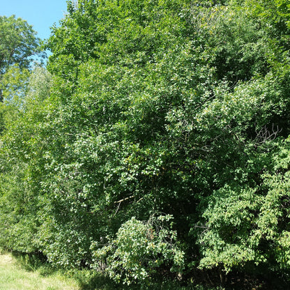 Rhamnus frangula - frangola (10 piante a radice nuda)