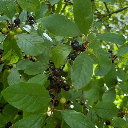 Rhamnus frangula - frangola (10 piante a radice nuda)