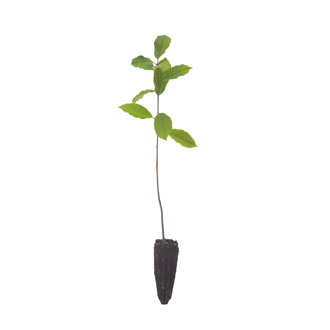 Rhamnus frangula - frangola (Alveolo forestale)