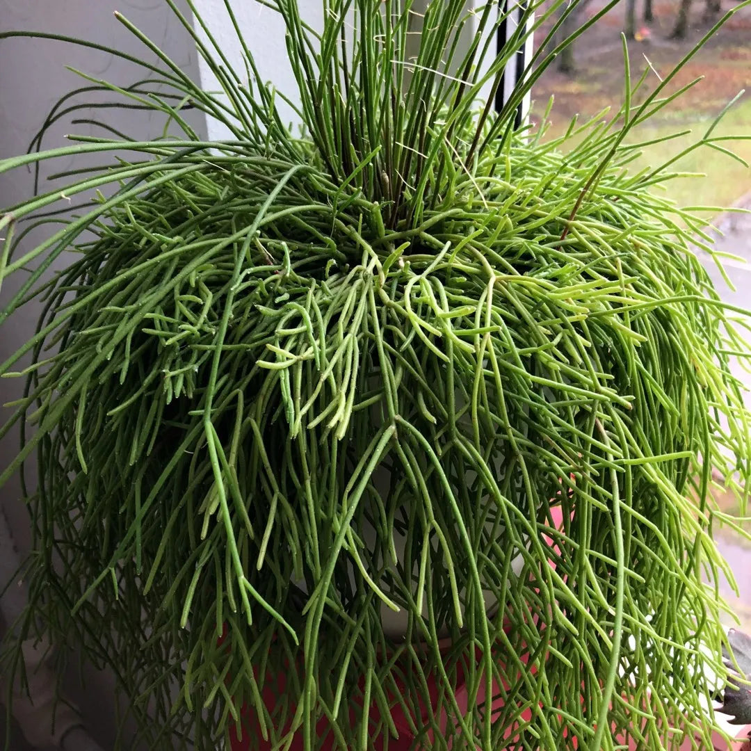 Rhipsalis baccifera - (Vaso quadro 7x7x8 cm)