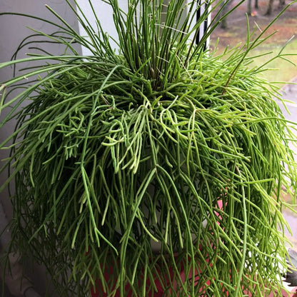 Rhipsalis baccifera - (Vaso quadro 7x7x8 cm)