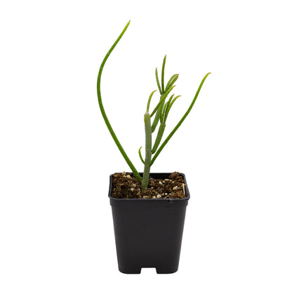 Rhipsalis baccifera - (Vaso quadro 7x7x8 cm)