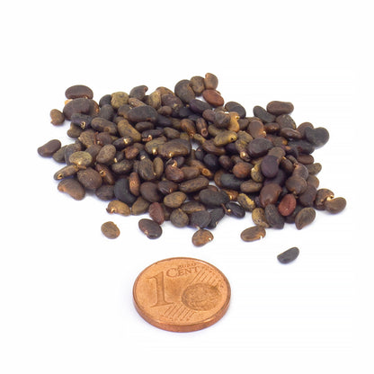 Robinia Pseudoacacia - Robinia (50-1000 Seeds)