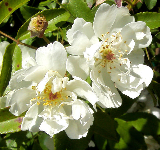 Rosa banksiae "purity" - white climbing rose (Forestry rose)