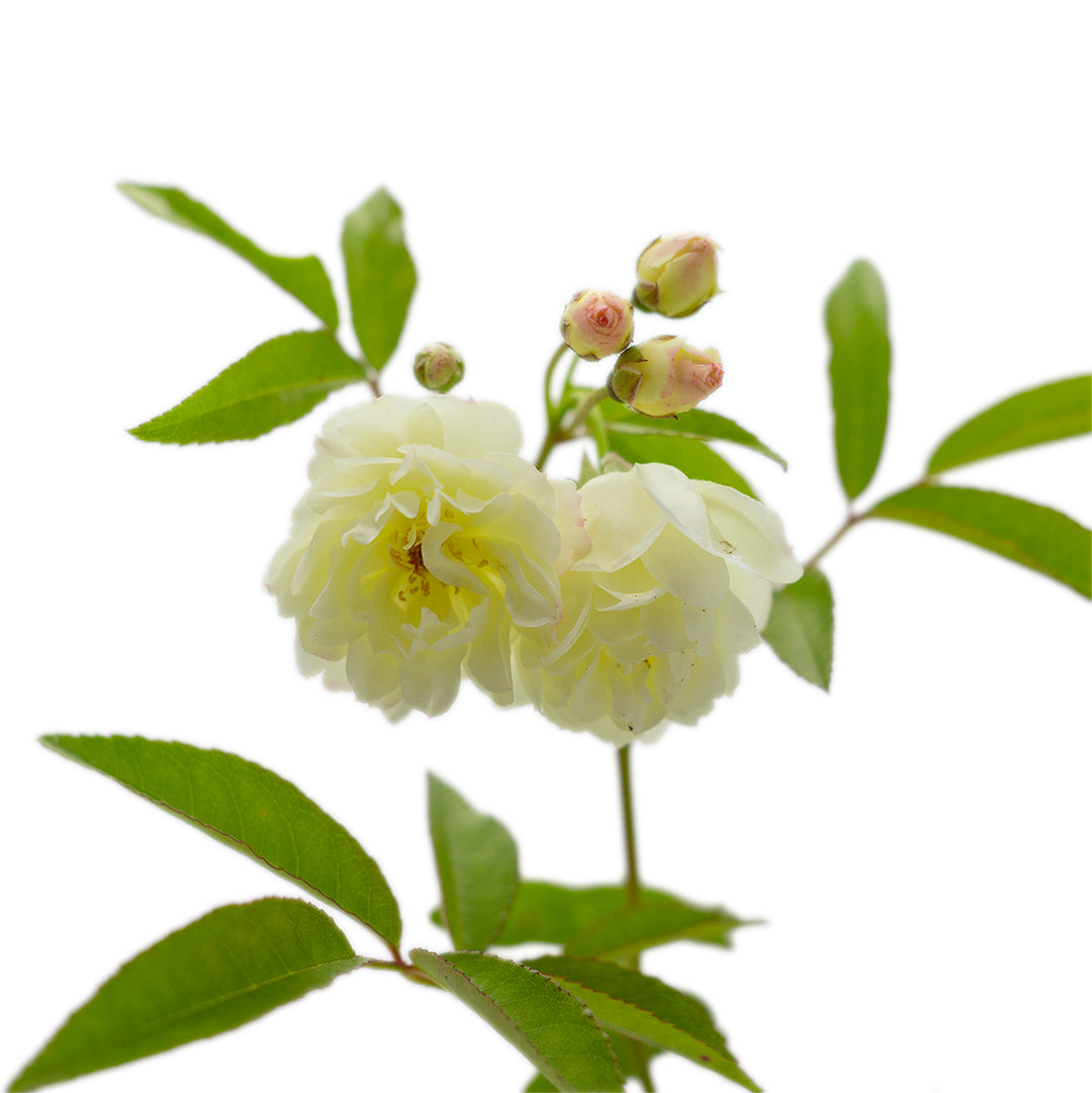 Rosa banksiae (fiore bianco) - rosa bianca rampicante (Vaso quadro 7x7x8 cm)