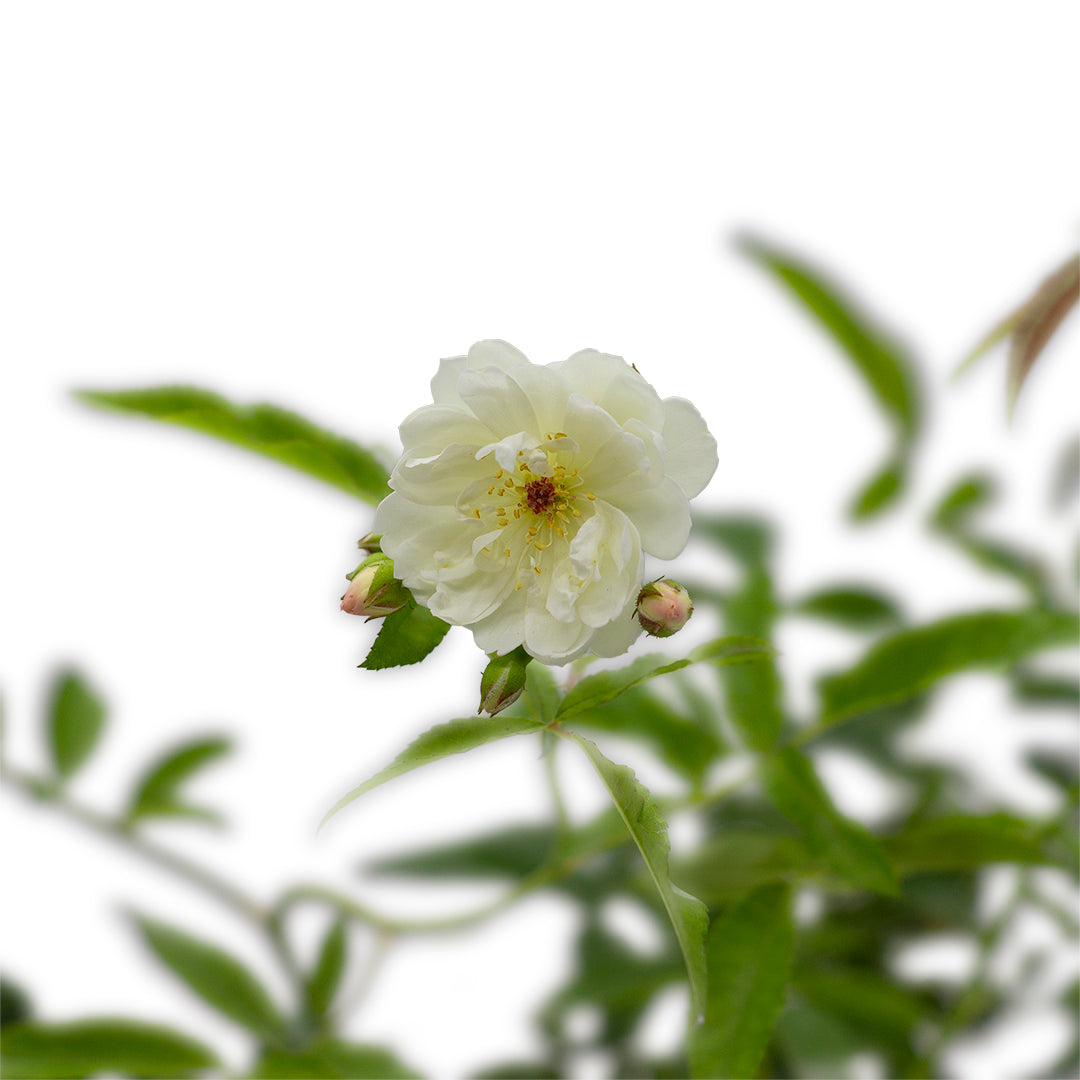 Rosa banksiae (fiore bianco) - rosa bianca rampicante (Vaso quadro 7x7x8 cm)