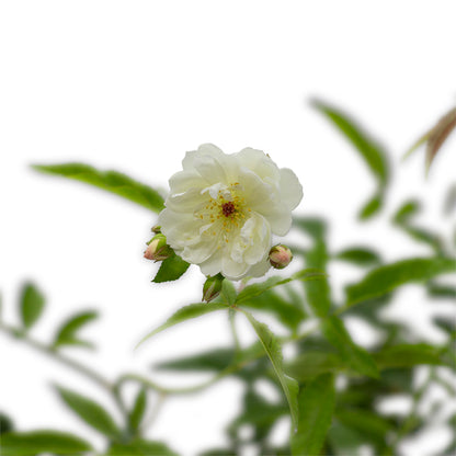 Rosa banksiae (fiore bianco) - rosa bianca rampicante (Vaso quadro 7x7x8 cm)