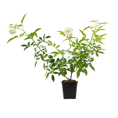 Rosa banksiae (fiore bianco) - rosa bianca rampicante (Vaso quadro 7x7x8 cm)