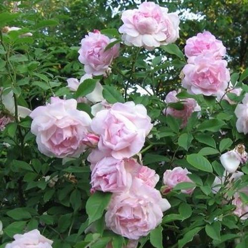 Rosa indica odorata - rosa rosa rampicante (Alveolo forestale)