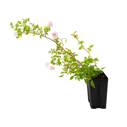 Rosa cv "félicité et perpétue" - rosa rambler bianca rampicante (Vaso quadro 12x12x20 cm)