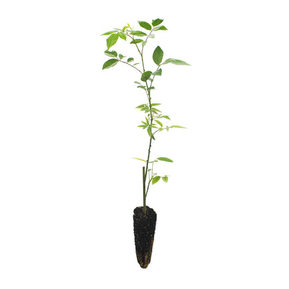 Rosa indica odorata - rosa rosa rampicante (Alveolo forestale)