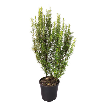 Rosmarinus officinalis erectus cv. "alba" - erect rosemary white flower (18 cm pot)