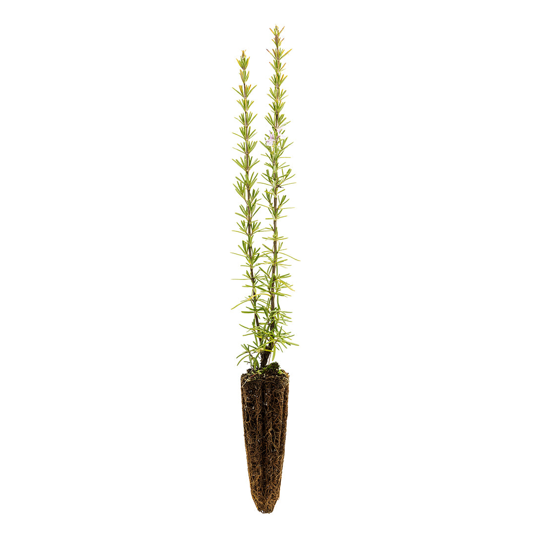 40x Rosmarinus officinalis cv. "Majorca Pink" - rosmarino eretto fiori rosa (Offerta 40 Alveoli forestali)