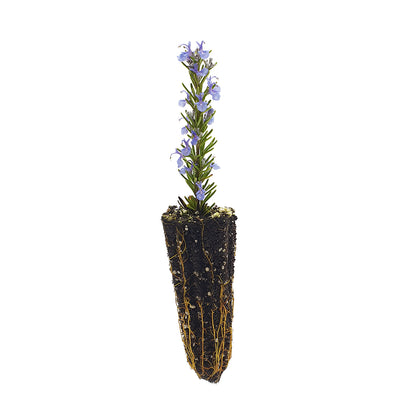 Rosmarinus officinalis semi prostratus cv. "Super blue" - rosemary semi prostrate blue flowers (Forest socket)