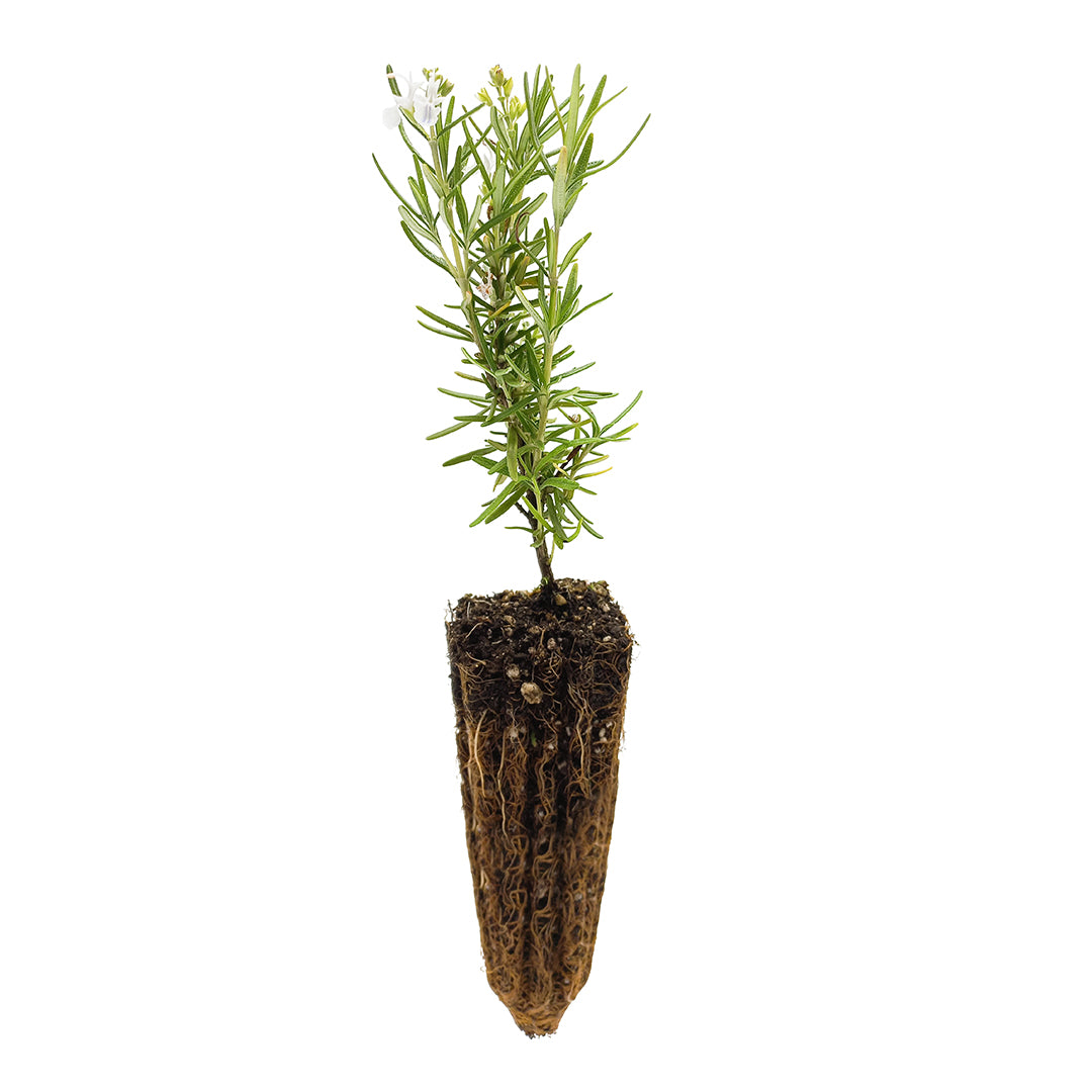 40x Rosmarinus officinalis erectus cv. "alba" - erect rosemary white flower (Offer 40 Forest Alveoli)