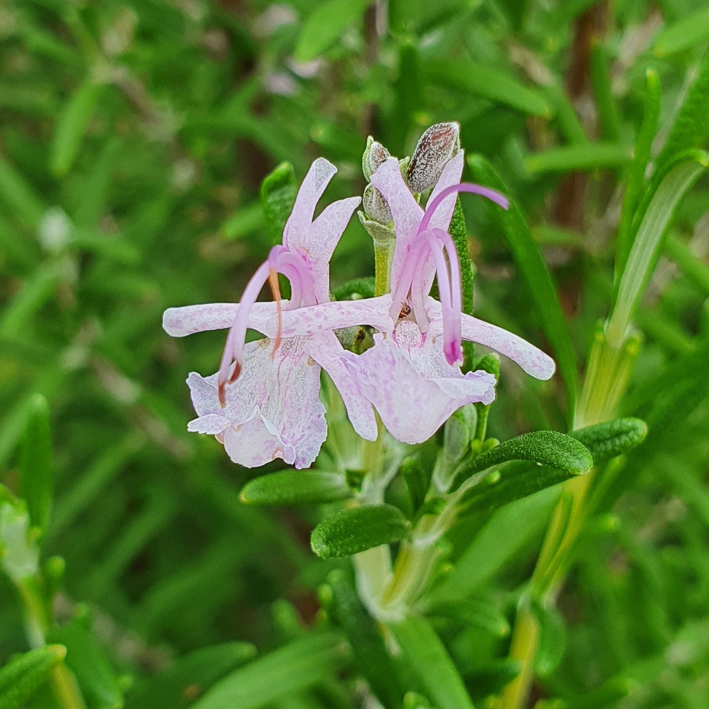 Rosmarinus officinalis cv. "Majorca Pink" - rosmarino eretto fiori rosa (Alveolo forestale)