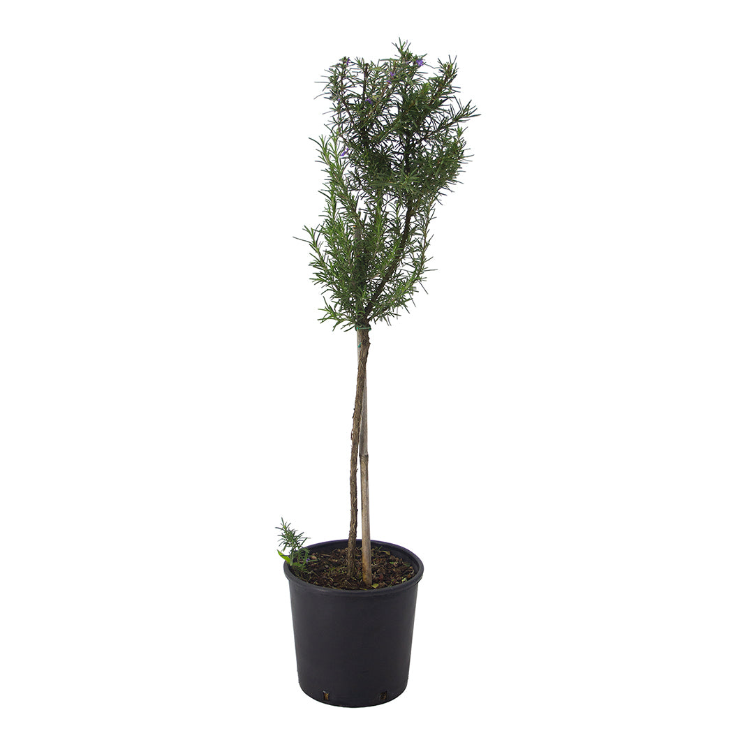 Rosmarinus officinalis semi prostratus cv. "Super blu" ALBERETTO - rosmarino semi prostrato fiori blu (Vaso 18 cm)