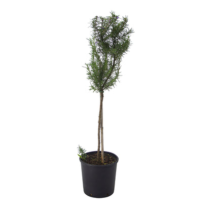 Rosmarinus officinalis semi prostratus cv. "Super blu" ALBERETTO - rosmarino semi prostrato fiori blu (Vaso 18 cm)