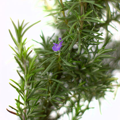 Rosmarinus officinalis semi prostratus cv. "Super blu" ALBERETTO - rosmarino semi prostrato fiori blu (Vaso 18 cm)