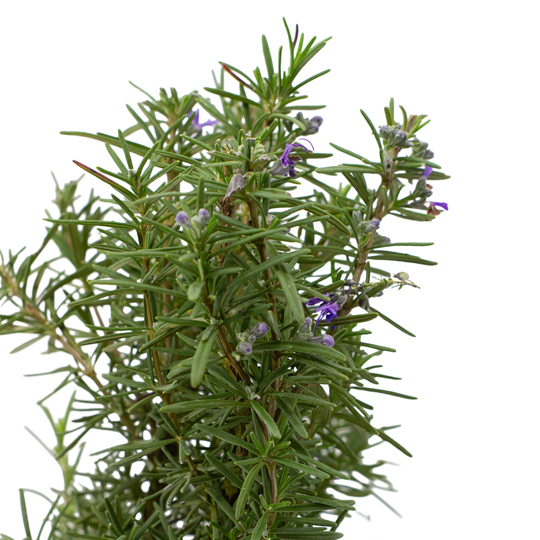 Rosmarinus officinalis semi prostratus cv. "Super blu" ALBERETTO - rosmarino semi prostrato fiori blu (Vaso 18 cm)