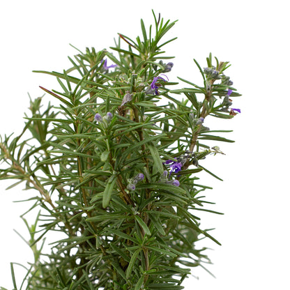 Rosmarinus officinalis semi prostratus cv. "Super blu" ALBERETTO - rosmarino semi prostrato fiori blu (Vaso 18 cm)