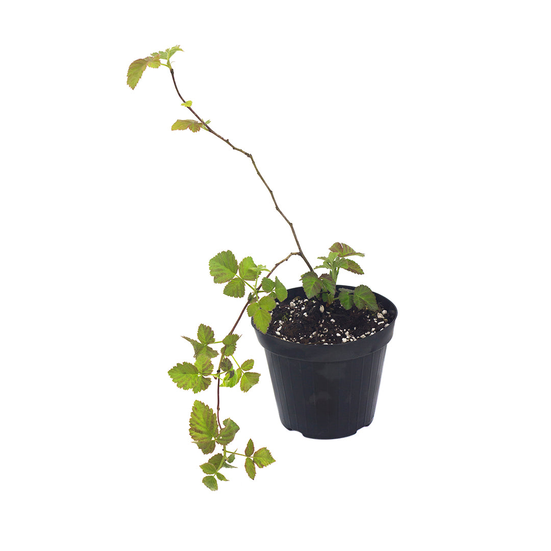 Rubus fruticosus cv. "Chester" - more senza spine (Vaso quadro 9x9x13 cm)