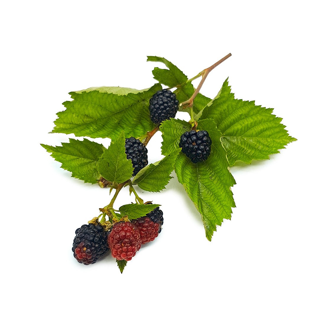 Rubus fruticosus cv. "Chester" - more senza spine (Vaso 18 cm)